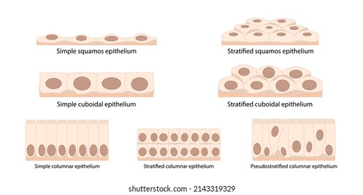 Cells of epithelial tissue: squamous (flattened and thin), cuboidal (boxy, as wide as it is tall), columnar (rectangular, taller than it is wide), pseudostratified.