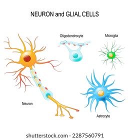 Cells of human's brain. Neuron and glial cells (Microglia, astrocyte and oligodendrocyte).