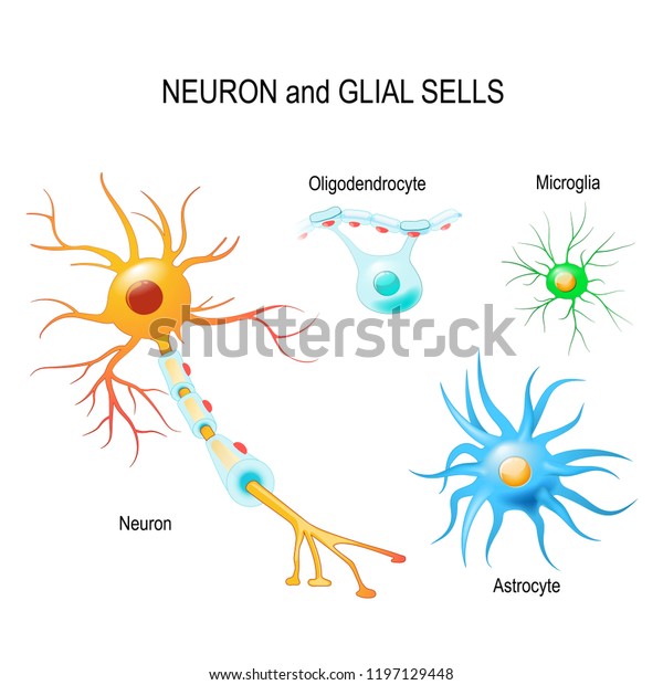 Cells of human\'s brain. Neuron\
and glial cells (Microglia, astrocyte and oligodendrocyte). Vector\
diagram for educational, medical, biological and science\
use