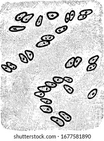 The cells of hyaline cartilage are irregular in shape, grouped together and are enclosed singly or in pairs in a capsule of hyaline substance, vintage line drawing or engraving illustration.
