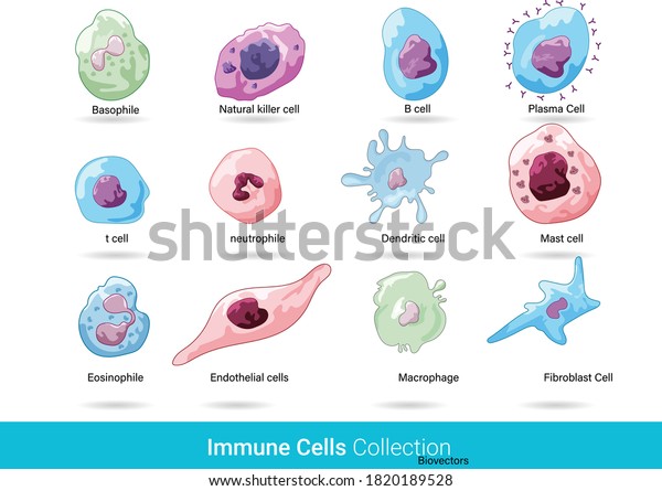 Cells\
of immune system. cells Anatomical diagram.   labelled educational\
chart of cells. Lymphocyte and granulocytes vector illustration.\
human innate and adaptive defence cells graphic.\
