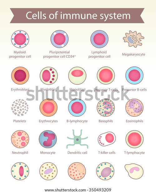 Cells Immune System Medical Benefit Study 库存矢量图 免版税 350493209