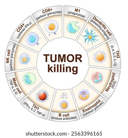 Cells of immune system that killing of cancer cell. Tumor targeting cells. Immune Response and Cancer therapy. Immunotherapy. Vector diagram