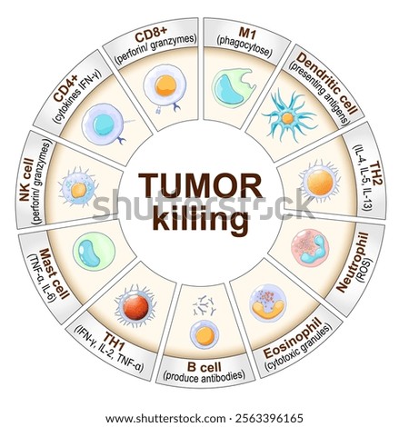 Cells of immune system that killing of cancer cell. Tumor targeting cells. Immune Response and Cancer therapy. Immunotherapy. Vector diagram