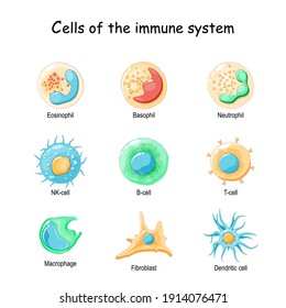 Cells of the immune system. White blood cells or leukocytes: Eosinophil, Neutrophil, Basophil, Macrophage, Fibroblast, and Dendritic cell. Vector diagram