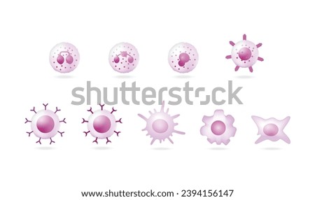 Cells of immune system, White blood cells. Leukocytes. Hematopoiesis. B and T lymphocytes, Basophil, neutrophil, eosinophil, monocyte, dendritic cell, macrophage and Fibroblast. Vector illustration.