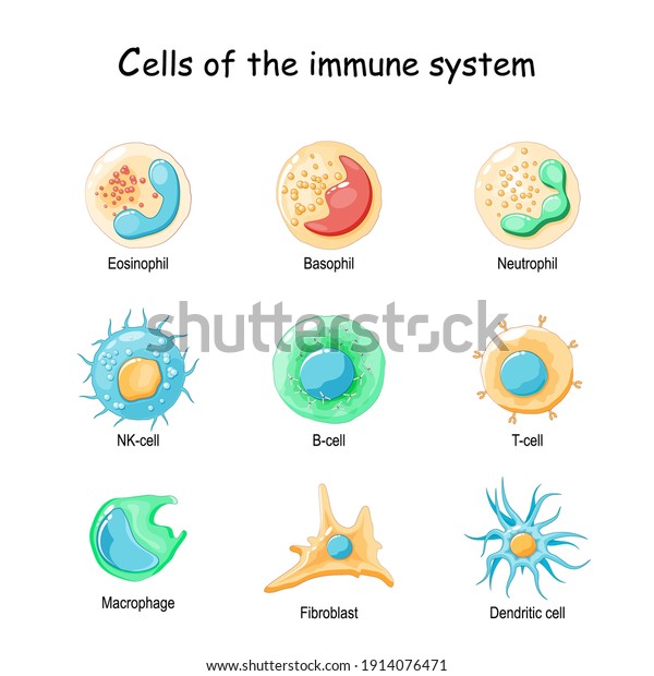 Cells of the immune system. White blood\
cells or leukocytes: Eosinophil, Neutrophil, Basophil, Macrophage,\
Fibroblast, and Dendritic cell. Vector\
diagram