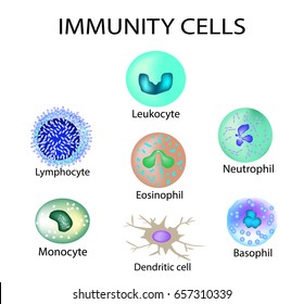 Cells of immunity. Set. Leukocyte, lymphocyte, eosinophil, neutrophil, monocyte, basophil dendritic cell Vector illustration on isolated background