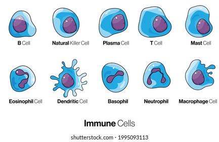 Cells Of Innate And Adaptive Immune System, Natural Killer, Dendritic, B And  T Cell, Basophil, Neutrophil, Plasma, Goblet, M Cell, Apoptotic, Muscle, Macrophage, Mast Cell,30 Vector Eps.