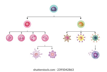 Células del sistema inmunitario innato y adaptativo, esquema celular de hematopoyesis, linfocitos de células madre, B y T, basofilo, neutrofilo, eosinofilo, monocito, célula dendítica, macrófago y células plasmáticas.