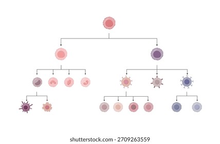 Cells of the innate and adaptive immune system, Hematopoiesis cell type scheme, stem cell, B and T lymphocytes, Basophil, neutrophil, eosinophil, monocyte, dendritic cell, macrophage and plasma cells.