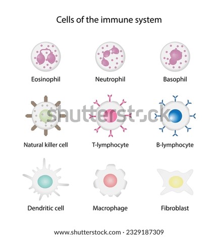 Cells of the innate and adaptive immune system, Hematopoiesis cell type scheme, stem cell, B and T lymphocytes, Basophil, neutrophil, eosinophil, monocyte, dendritic cell, macrophage and plasma cells