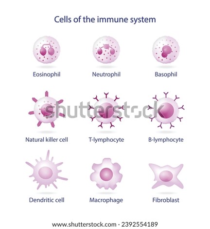 Cells of the innate and adaptive immune system, Hematopoiesis cell type scheme, stem cell, B and T lymphocytes, Basophil, neutrophil, eosinophil, monocyte, dendritic cell, macrophage and plasma cells