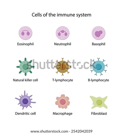 Cells of the innate and adaptive immune system, Hematopoiesis cell type scheme, stem cell, B and T lymphocytes, Basophil, neutrophil, eosinophil, monocyte, dendritic cell, macrophage and plasma cells
