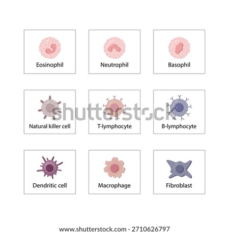 Cells of the innate and adaptive immune system, Hematopoiesis cell type scheme, stem cell, B and T lymphocytes, Basophil, neutrophil, eosinophil, monocyte, dendritic cell, macrophage and plasma cells.