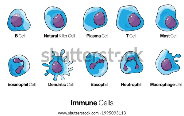 Cells of innate and adaptive immune system, Natural\
killer, dendritic, B and  T cell, Basophil, neutrophil, plasma,\
goblet, M cell, apoptotic, muscle, macrophage, mast cell,30 vector\
eps.