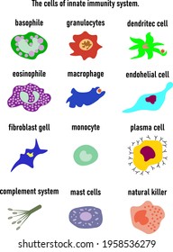 Cells Of Innate Immune System, Natural Killer, Basophile,granulocytes,dentritec Call,eosinophile,macrophande,endohelial Cell,fibroblast Gell,monocyte,plasma Cell,complement System,mast Cells,natural K