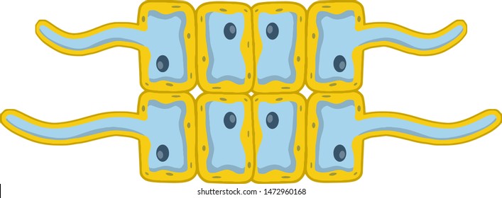 Cells of living things. Biology and root of the plant under a microscope. scientific model for education. Cartoon illustration