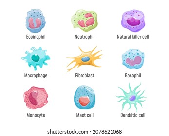 Cells lymphocyte. Immune system human anatomy, blood cell or leukocytes nk fibroblast macrophage Eosinophil Neutrophil Basophil and Dendritic, cartoon set vector illustration. Human cell immune health