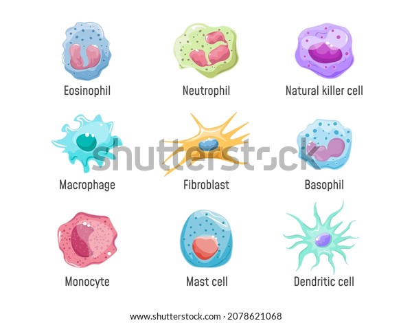 Cells lymphocyte. Immune system human anatomy,\
blood cell or leukocytes nk fibroblast macrophage Eosinophil\
Neutrophil Basophil and Dendritic, cartoon set vector illustration.\
Human cell immune health