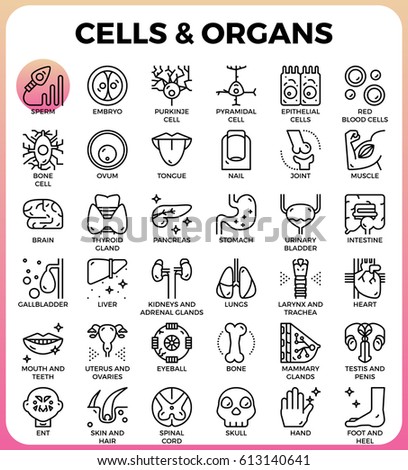 Cells and Organs concept detailed line icons set in modern line icon style concept for ui, ux, web, app design