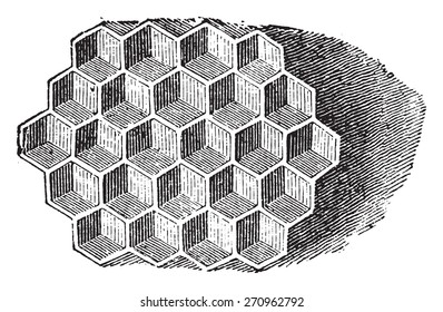 Cells seen from the front, vintage engraved illustration. Natural History of Animals, 1880.
