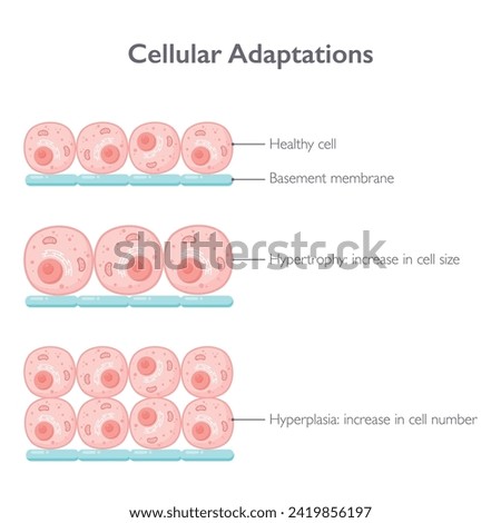 Cellular adaptations biology vector illustration graphic diagram