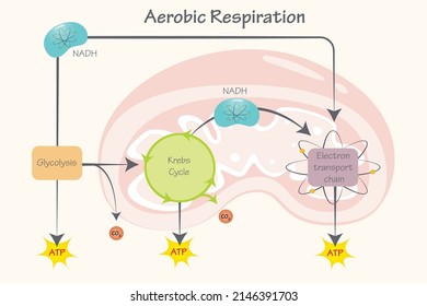 Cellular Aerobic Respiration in the Mitochondria