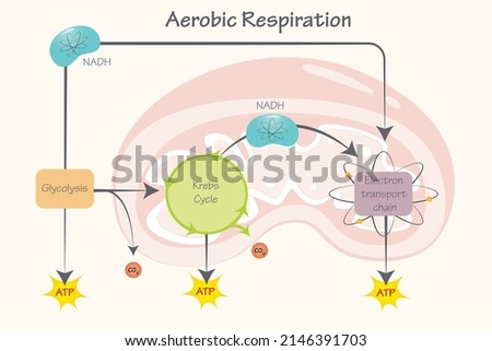 Cellular Aerobic Respiration in the Mitochondria