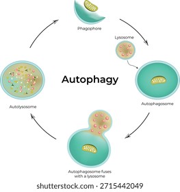 Zellulärer Autophagie-Prozessdiagramm-Vektor