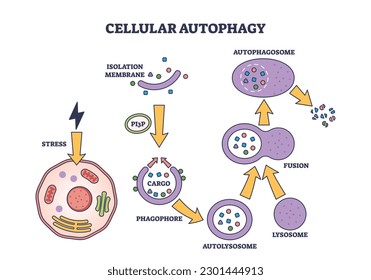 Cellular autophagy process stages for body recycling system outline diagram. Labeled educational anatomy scheme with isolation membrane, phagophore, autolysosome and fusion stages vector illustration