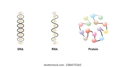 Zelluläre Makromoleküle (DNA - RNA und Protein) Wissenschaftliches Design. Vektorgrafik.