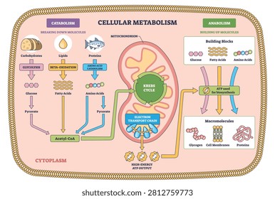 Cellular metabolism brief diagram shows mitochondrion with Krebs cycle and electron transport chain, tracing ATP flow between catabolism and anabolism. Outline diagram