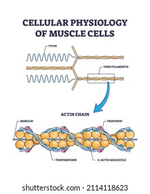 Fisiología celular de las células musculares con diagrama de contorno de estructura de cierre. Descripción de la cadena de acción educativa etiquetada con filamentos de titin, nebulin, troomiosina y troponina de ilustración vectorial.