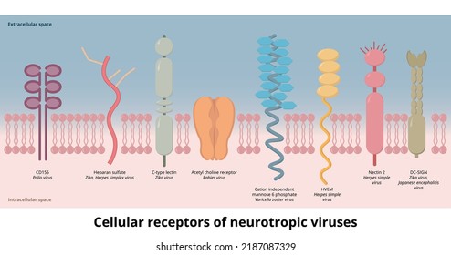 Cellular Receptors Of Neurotropic Viruses.	Receptors Used By Common Neurotropic Viruses (zika Virus, Herpes, Varicella Zoster, Rabies, Polio)  As An Attachment Factor To The Cell Membrane.