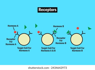 Los receptores celulares son proteínas del interior de una célula o de su superficie, que reciben una señal.