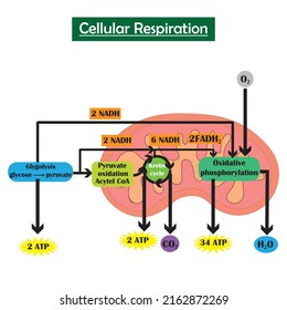 Cellular respiration concept. Study content for biology students. Vector illustration.