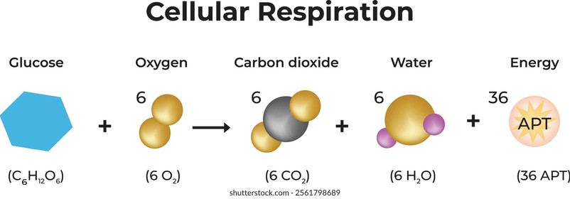 Cellular Respiration Design Vector Illustration