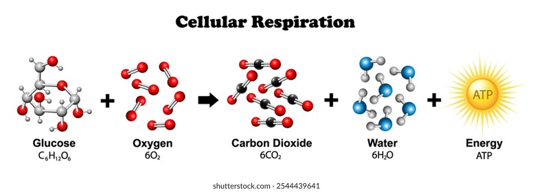 Diagrama da Respiração Celular. Ilustração vetorial de educação científica