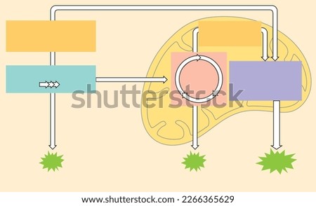Cellular respiration, endoplasmic, chloroplast vector.