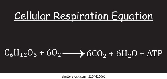 cellular respiration equations