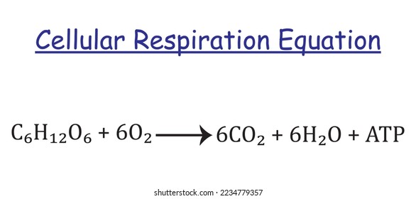 Cellular respiration equation isolated on white background. Vector illustration.