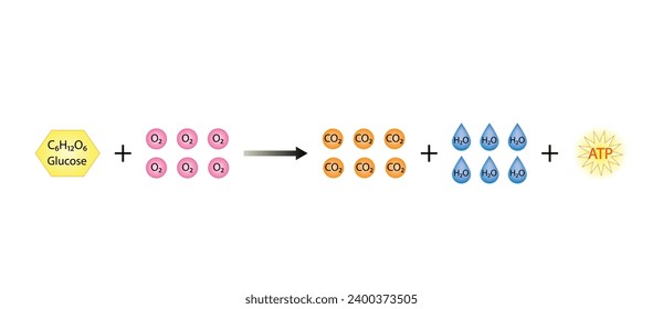 Cellular Respiration Equation.  Metabolic reactions. Biology Education. Vector illustration.