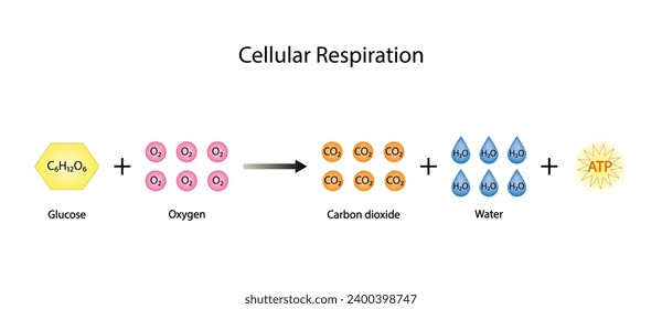 Cellular Respiration Equation.  Metabolic reactions. Biology Education. Vector illustration.