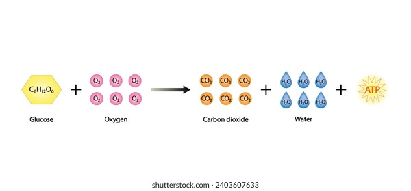 Cellular Respiration Equation. Metabolic reactions. Biology Education. Vector illustration.