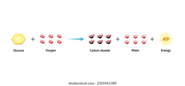 Cellular Respiration Equation. Metabolic reactions. Biology Education. Vector illustration.