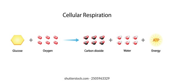 Cellular Respiration Equation. Metabolic reactions. Biology Education. Vector illustration.