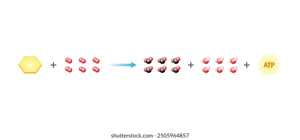 Cellular Respiration Equation. Metabolic reactions. Biology Education. Vector illustration.