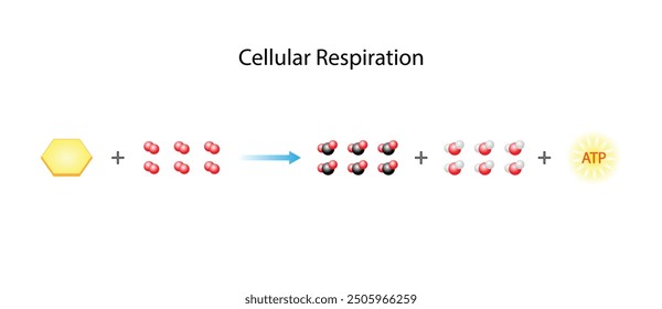 Cellular Respiration Equation. Metabolic reactions. Biology Education. Vector illustration.