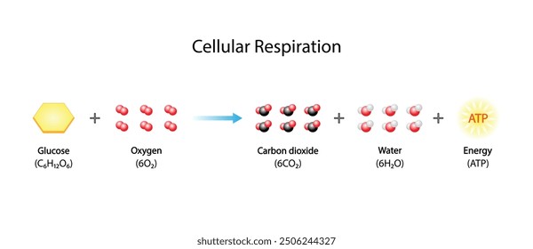 Cellular Respiration Equation. Metabolic reactions. Biology Education. Vector illustration.